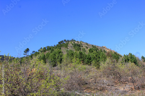 hill with trees and vegetation