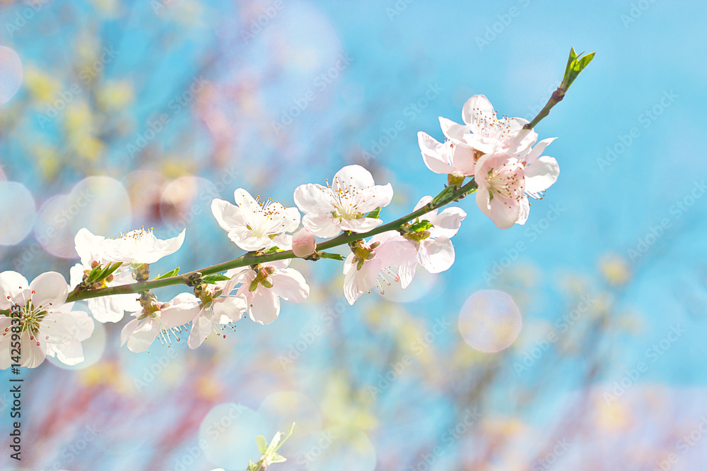 Obraz premium White flowers in bloom - abstract spring background