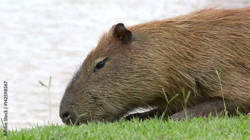 Capybara feeding on grass Capybara feeding on grass