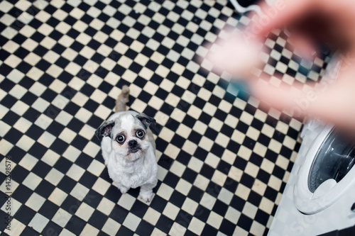 Fototapeta Naklejka Na Ścianę i Meble -  Beautiful young Shih tzu dog with big eyes looking at his lady and waiting for food