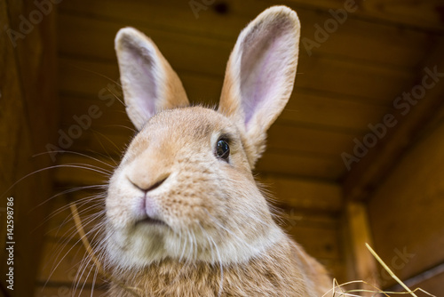 Εκτύπωση καμβά rabbit in a hutch