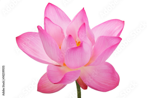 lotus flower isolated on white background.