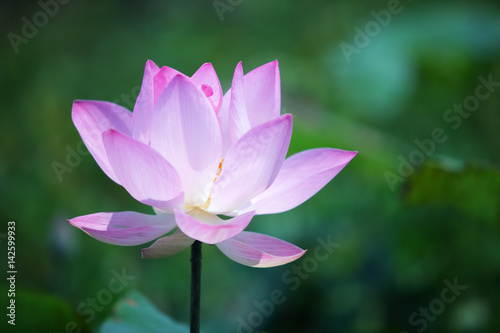 lotus flower blooming in garden