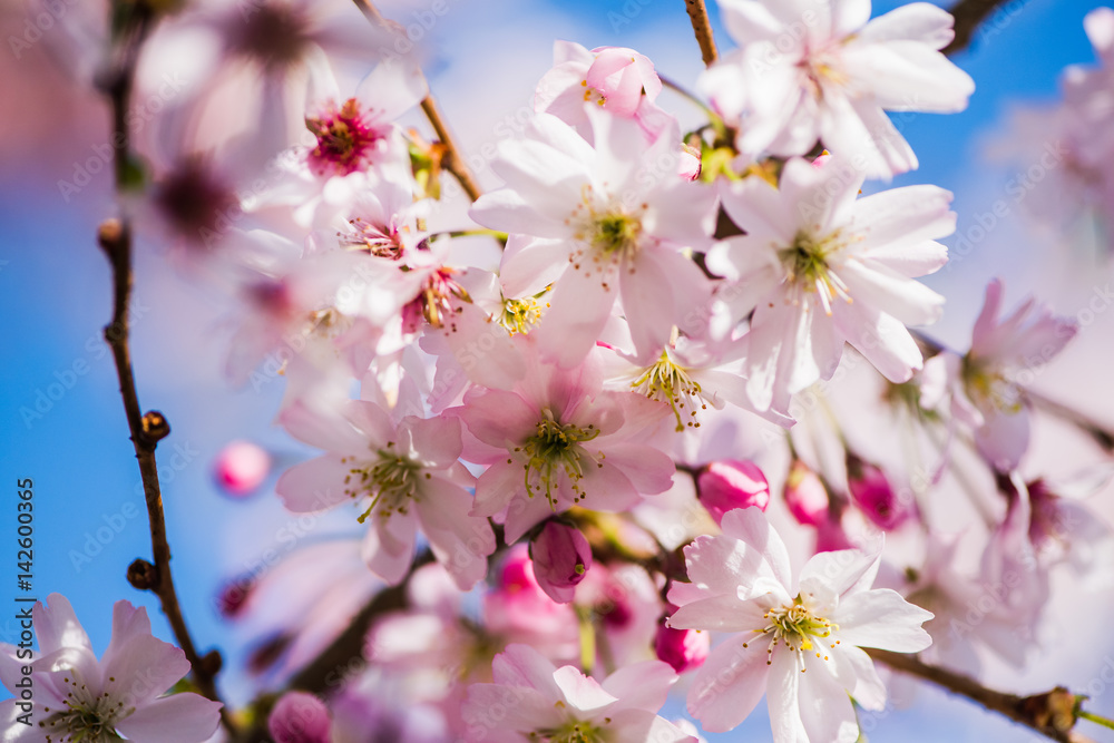 Frühe Zierkirsche - Prunus Accolade Frühe Zierkirsche - Prunus Accolade