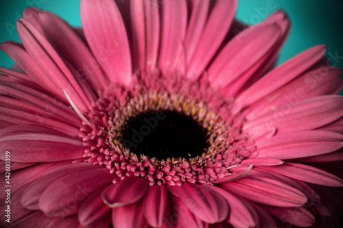 Closeup of gerbera flower in  the summer