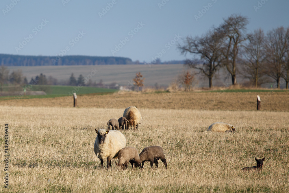 Fototapeta premium Sheep with lambs on pasture, spring time