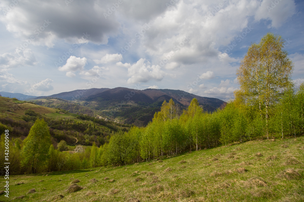 Naklejka premium Spring landscape with young greenery in the mountains. Carpathians