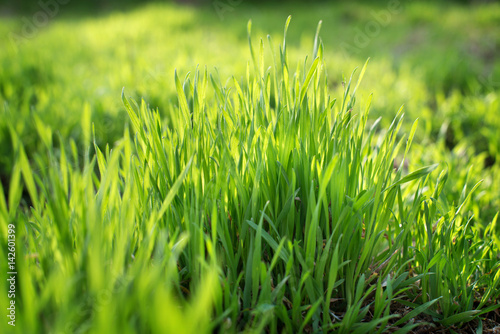 Young spring grass growing from fertilizer