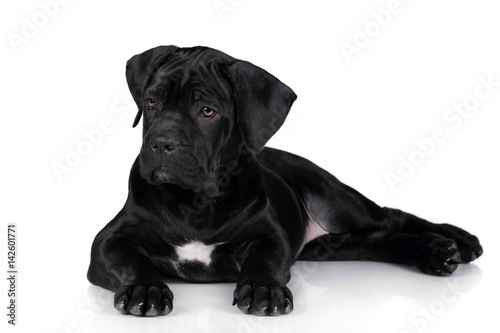 Fotografi Cute Puppy Italian Cane Corso on a White Background