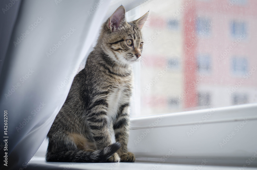 cat, animal, pet, feline, domestic, Tiger, striped,  Cat, kitten, window, window sill, look, gray, fur, muzzle,