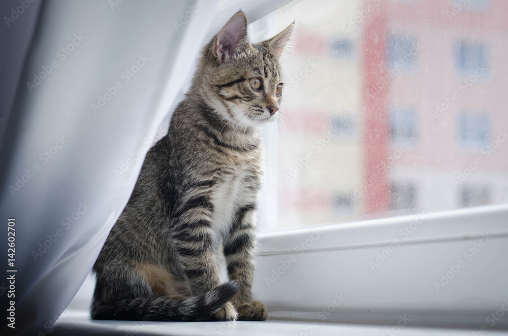 cat, animal, pet, feline, domestic, Tiger, striped, Cat, kitten, window, window sill, look, gray, fur, muzzle, cat, animal, pet, feline, domestic, Tiger, striped, Cat, kitten, window, window sill, look, gray, fur, muzzle,