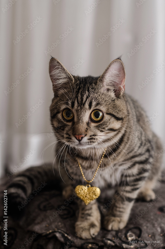 cat, animal, pet, feline, domestic, Tiger, striped, gray, fur, muzzle, cat, animal, pet, feline, domestic, Tiger, striped, gray, fur, muzzle,