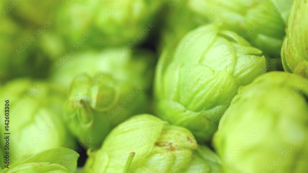 High quality video of rotating green hops in 4K High quality video of rotating green hops in 4K