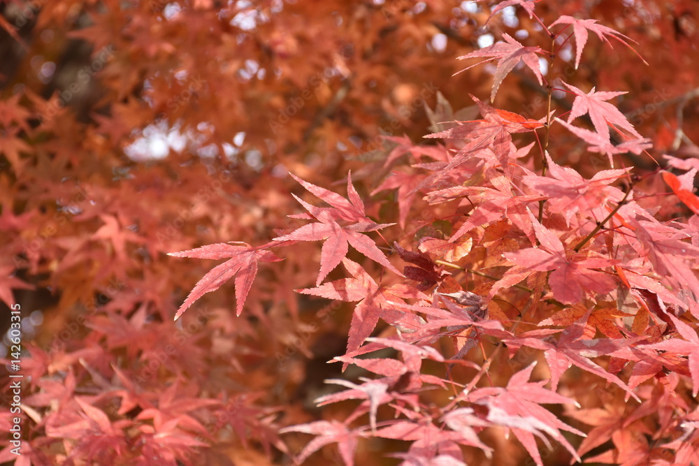 Colour of autumn leaves in Japan Colour of autumn leaves in Japan
