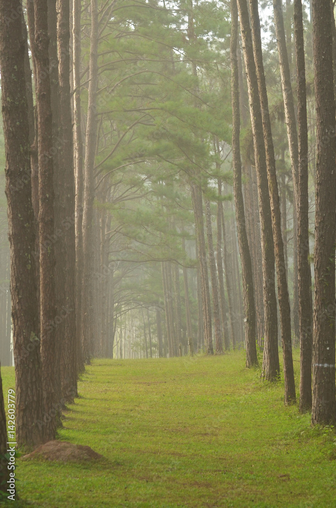 Obraz premium Boa Keaw Silvicultural Research Station , Bo Kaeo Pine Park , Suan Son Bor Kaew,Chiang Mai, thailand