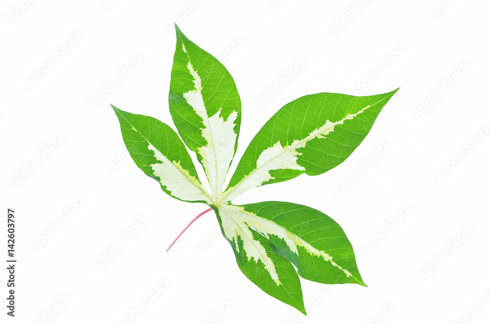 branch of leaf at white background