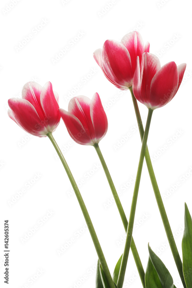 Pink tulips Pink tulips