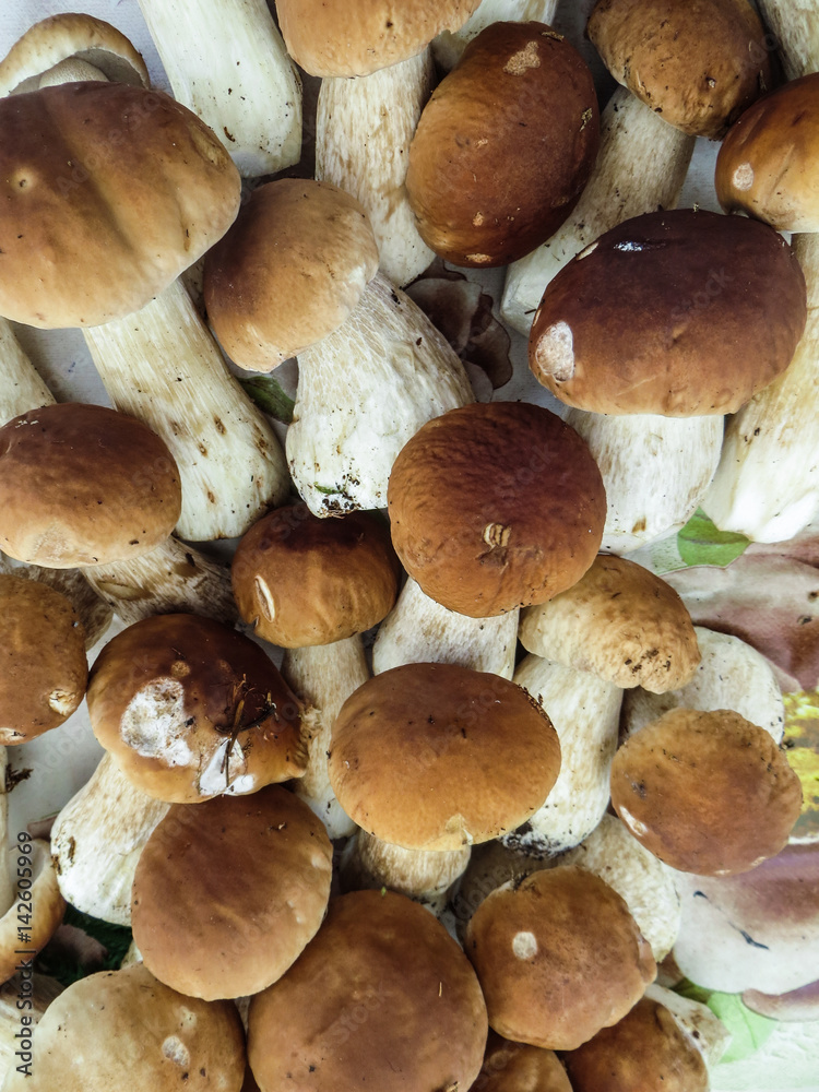 Healthy autumn harvest of fresh boletus mushrooms for seasonal cuisine. Healthy autumn harvest of fresh boletus mushrooms for seasonal cuisine.