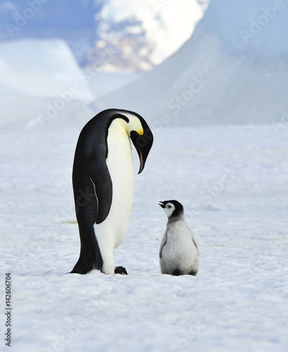 Emperor Penguins with chick