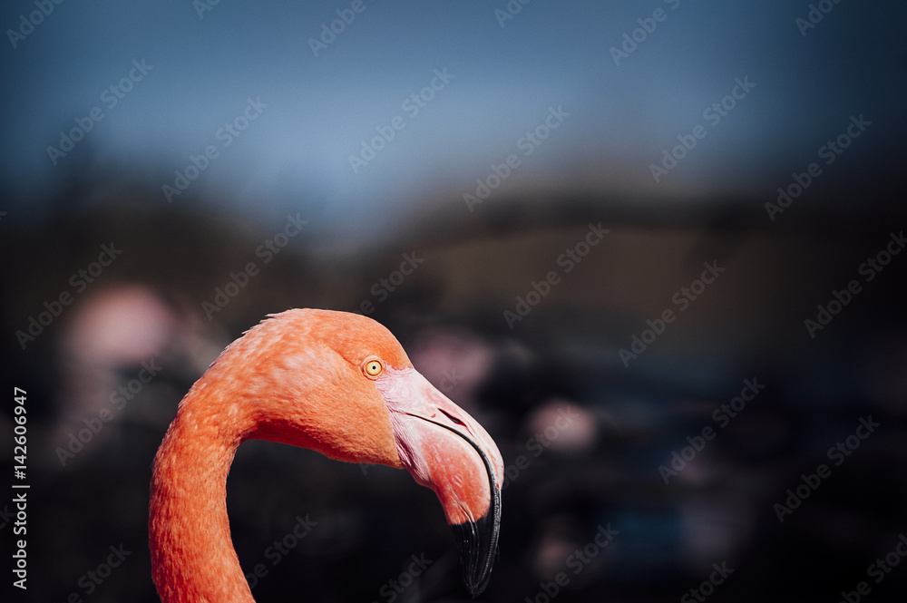 Fototapeta premium Portrait d'un flamant rose