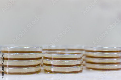 Eosin Methylene Blue (EMB) Agar for culture medium for Inoculum tests. photo