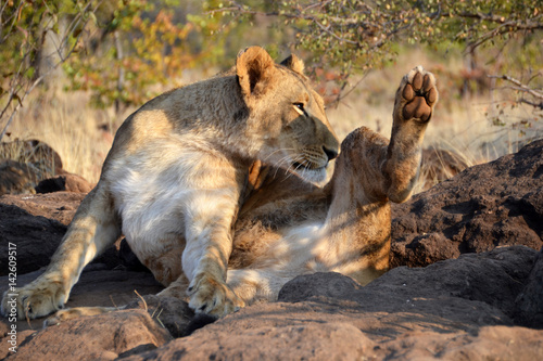 Lions near Victoria Falls