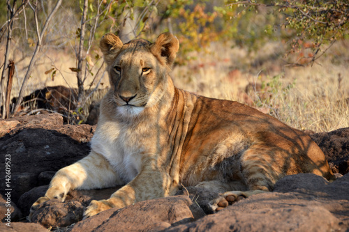 Lions near Victoria Falls