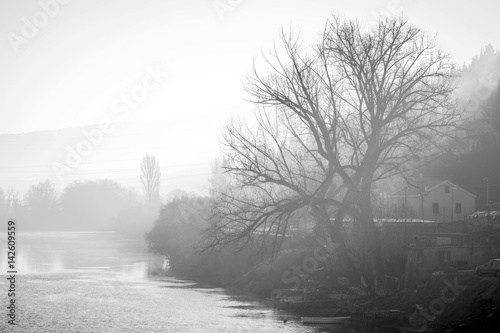 Bare old tree by the river at sunset. Black and white image.