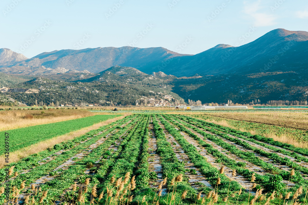 Green field of crops