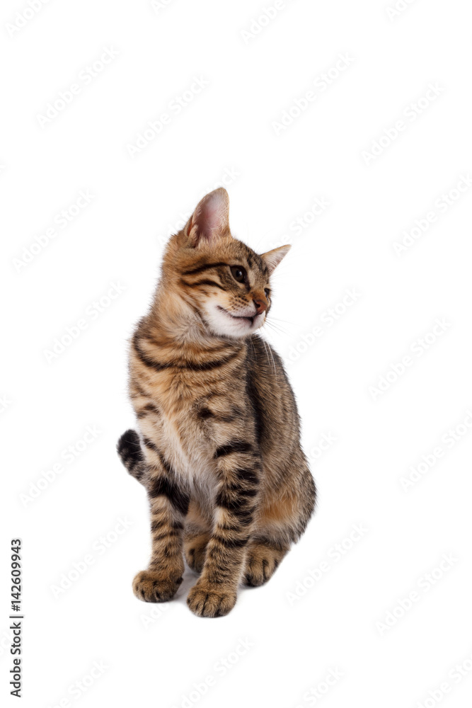 Fototapeta premium figlarny kot bengalski