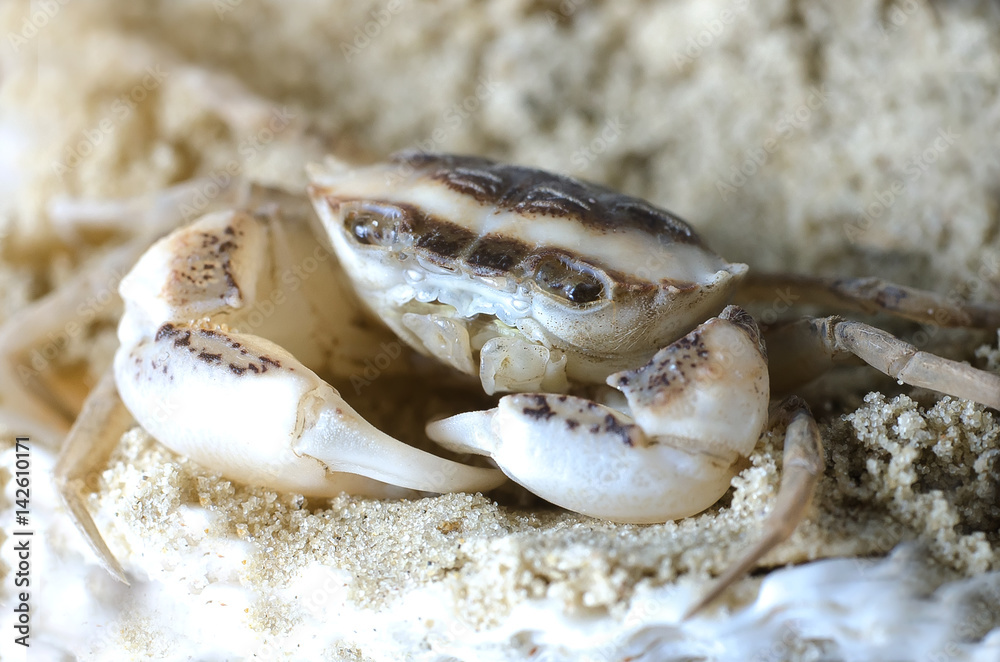 Crab in the sand Crab in the sand