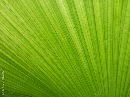 Detail of Green palm leaf texture background