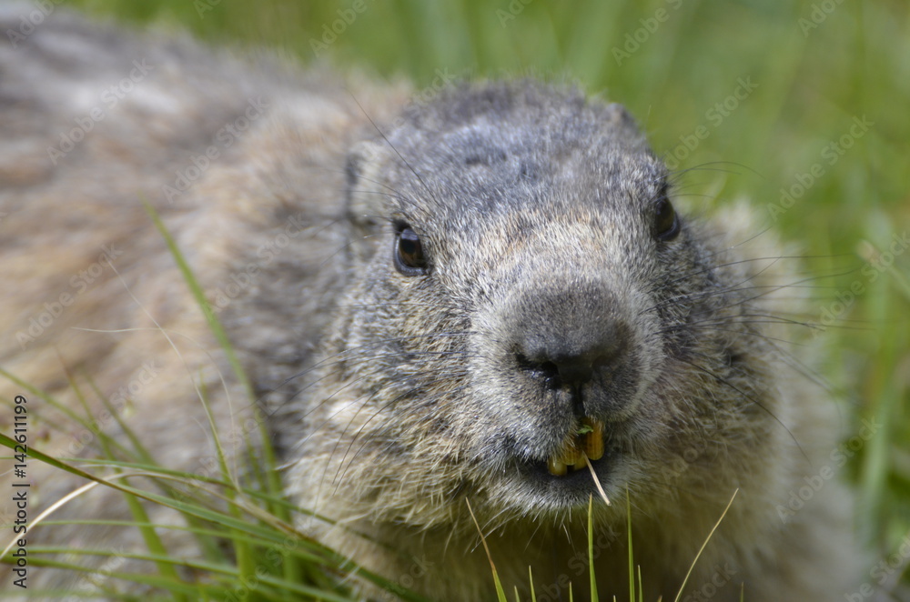 Marmotte Marmotte