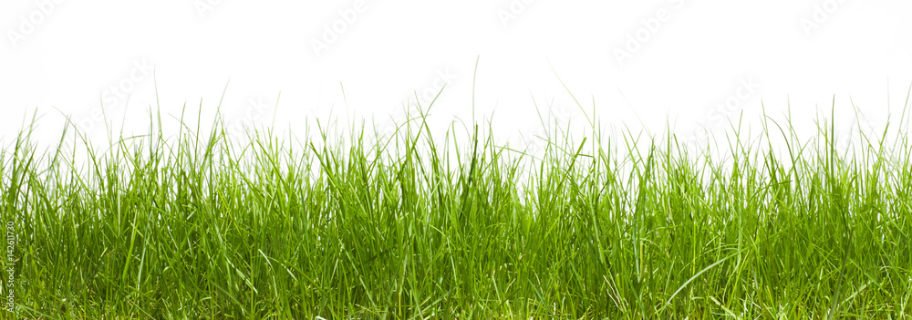 grass isolated on white background grass isolated on white background
