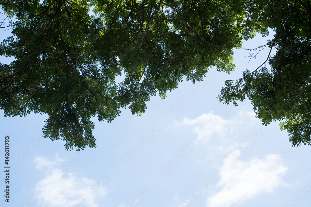 Fototapeta premium Big tree on color green background with green leafs