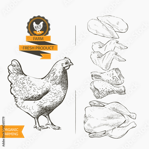 chicken meat vector