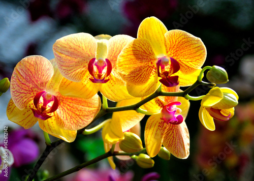 Yellow orchids photo