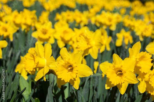 daffodil flowers in garden