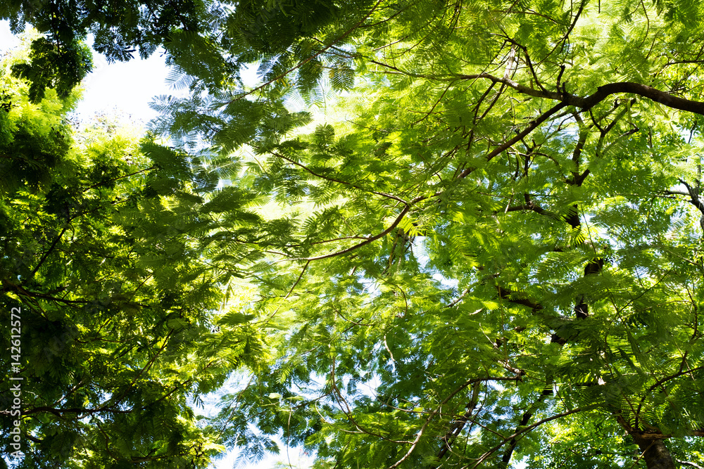 Big tree on color green background with green leafs