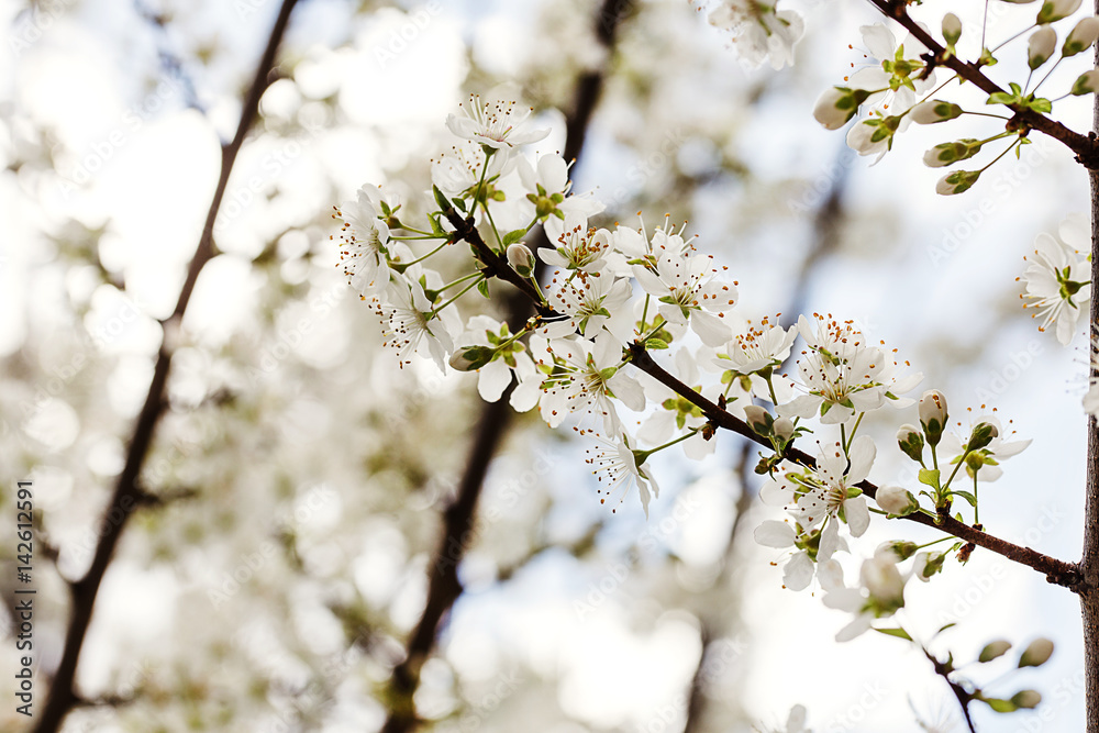 spring concept with flowering branch spring concept with flowering branch
