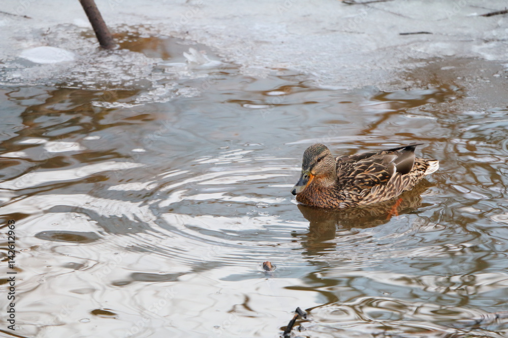 Fototapeta premium Wild duck swims in the spring pond in the forest.