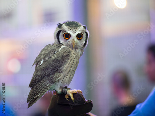 Northern White-faced Owl 