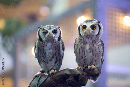 Northern White-faced Owl  photo