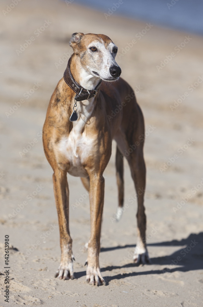 Spanish Greyhound. Galgo Espanol sighthound at beach.