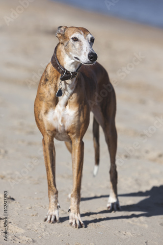 Spanish Greyhound. Galgo Espanol sighthound at beach.
