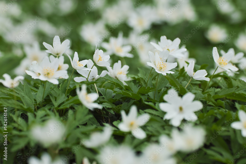 Anemone nemorosa flower Anemone nemorosa flower