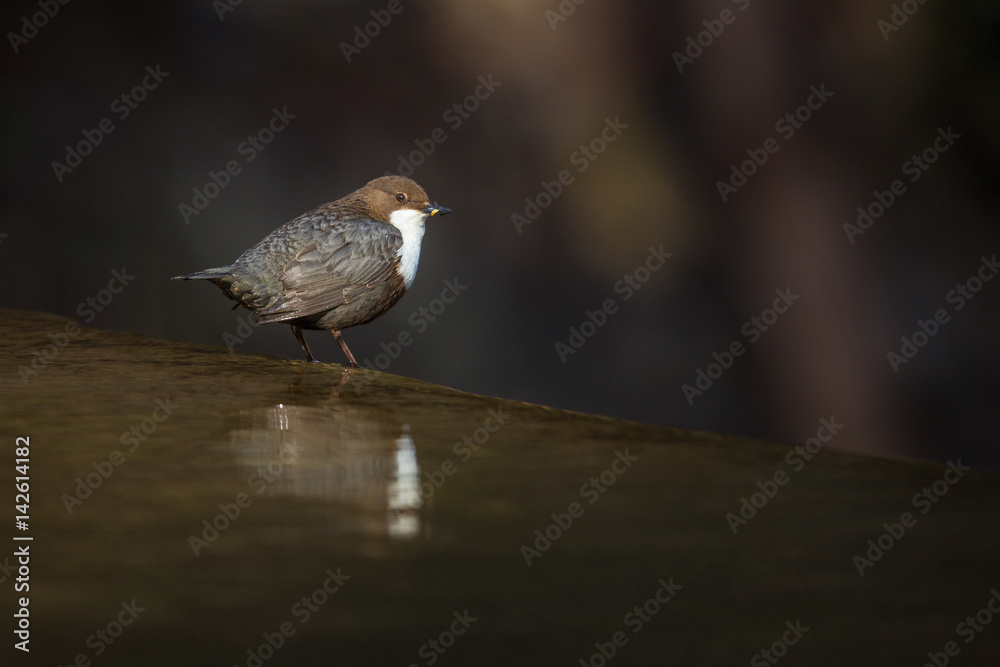 Cinclus cinclus, white-throated dipper in his natural habitat, small river/creek Cinclus cinclus, white-throated dipper in his natural habitat, small river/creek
