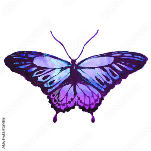 blue butterfly,watercolor,isolated on a white © aboard