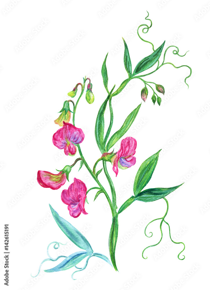 Obraz premium Pink sweet peas, watercolor botanical illustration on a white background.
