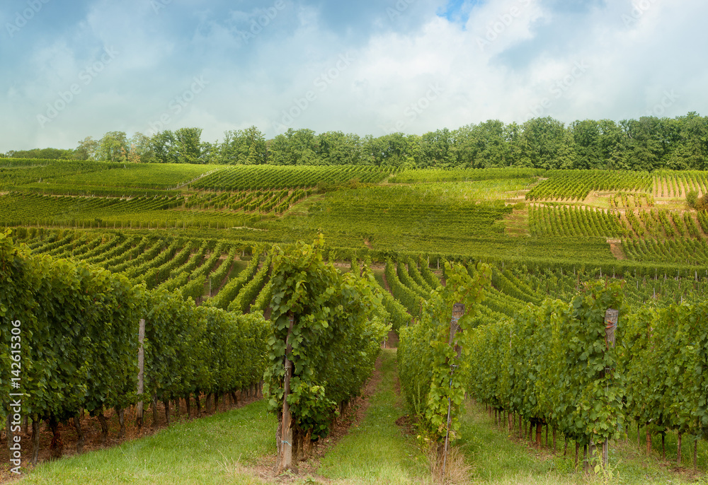 Vineyards on Alsatian hills